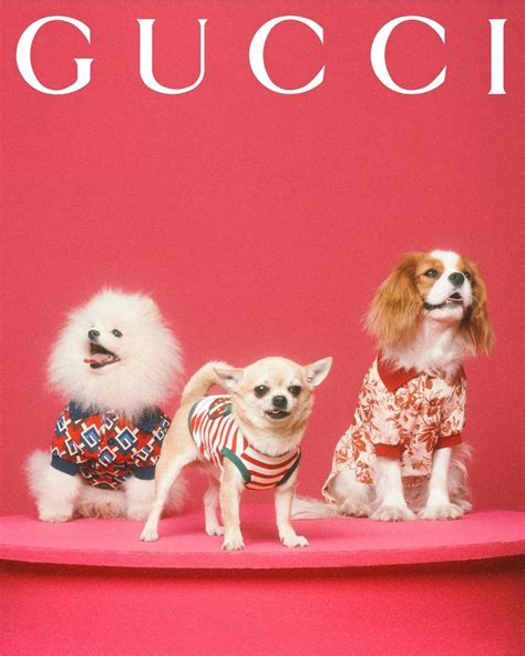 gucci pets